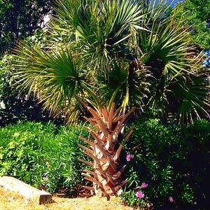 Meet your Posher, Evelyn